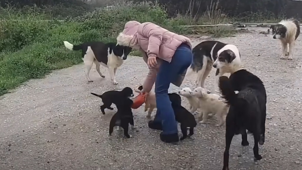 Woman Travels All Over Greece To Feed Stray Animals
