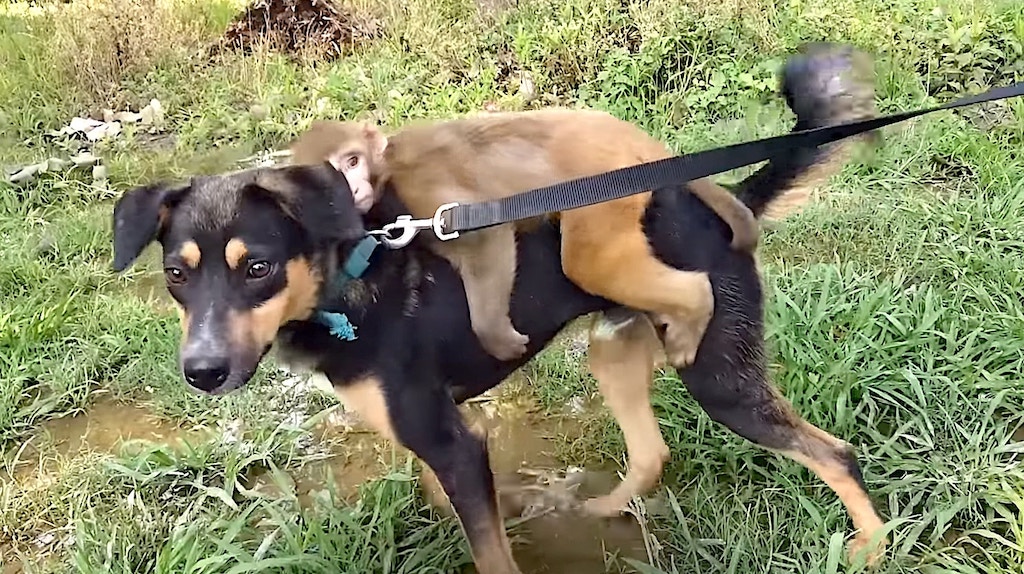 Baby Monkey Rides Dog