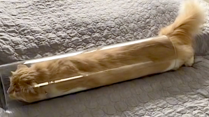Big Cat Squeezes Into Small Tube