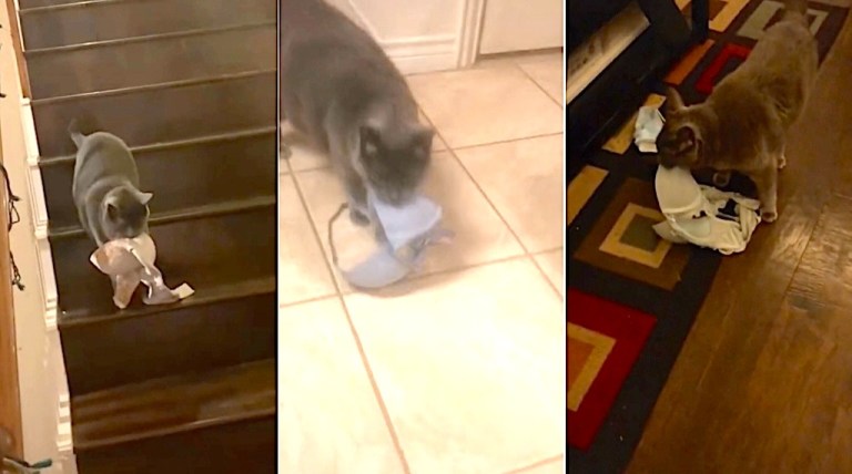 Cat Delivers Roommate's Bras