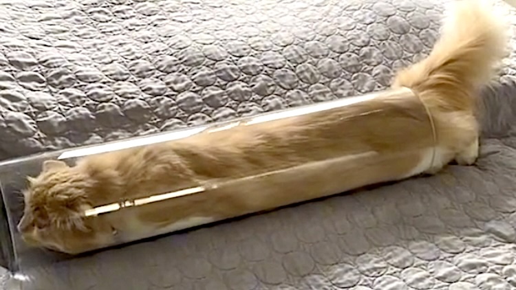 Cat Squeezes Into Small Tube