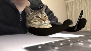 Cat Works From Home