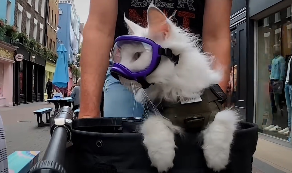 Deaf Cat Rides Bicycle With Human
