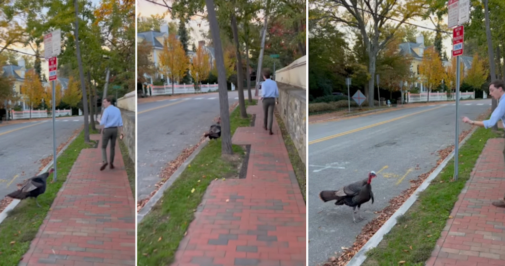 Man Discourages Persistent Turkey From Following Him