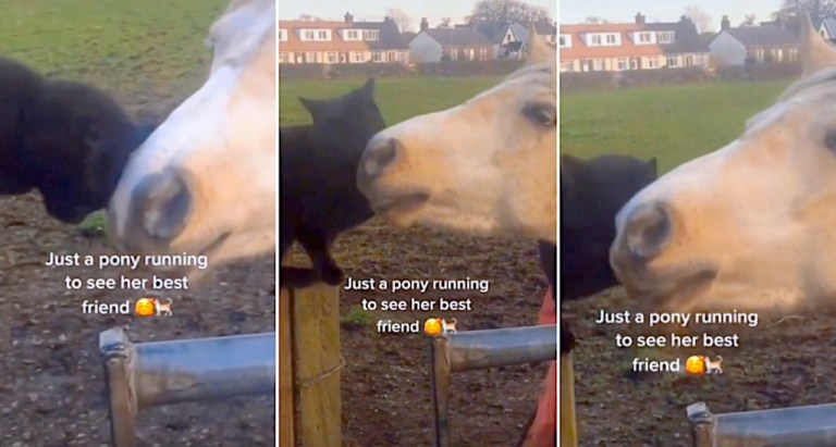 Horse Says Hello to Black Cat