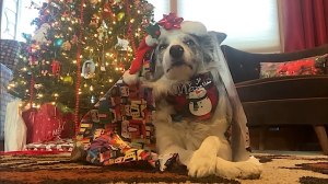 How to Wrap a Border Collie for Christmas