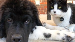 Matching Dog and Cat Best Friends