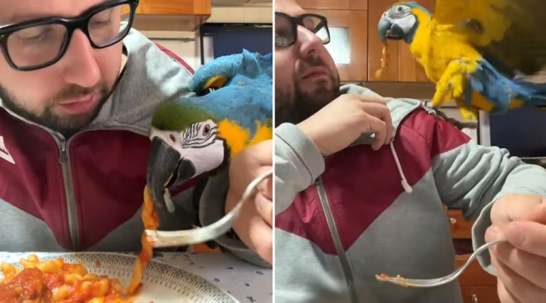 Parrot Steals Pasta From Plate