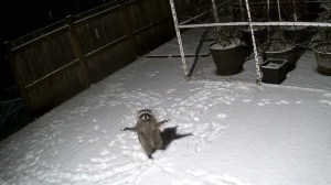 Raccoon Tries to Catch Falling Snow