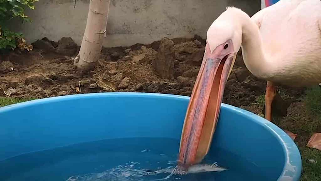 Rescued Pelican Kiddie Pool