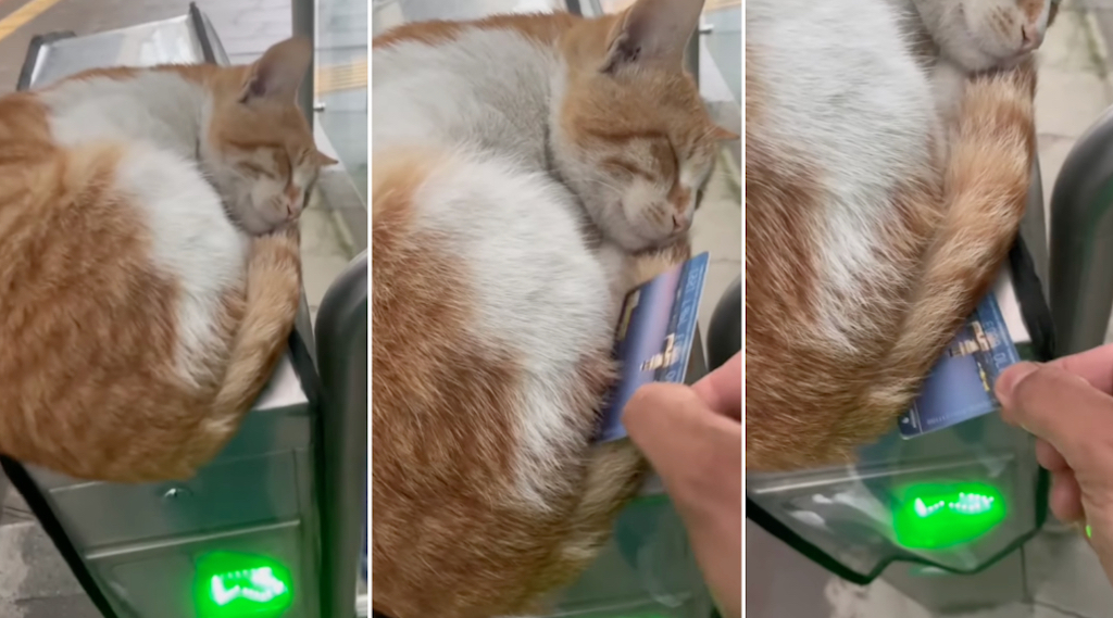 Turkish Commuter Tries to Swipe Transit Card With a Sleeping Cat In the Way