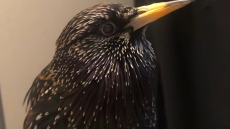 Starling Mimicry