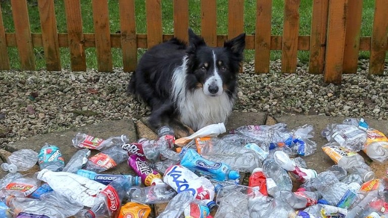 scruff recycles bottles