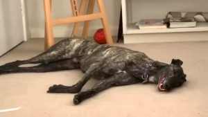 Adopted Greyhound