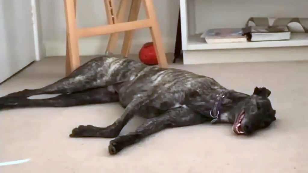 Adopted Greyhound Lives Inside