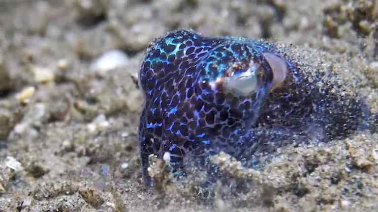 Beautiful Bobtail Squid