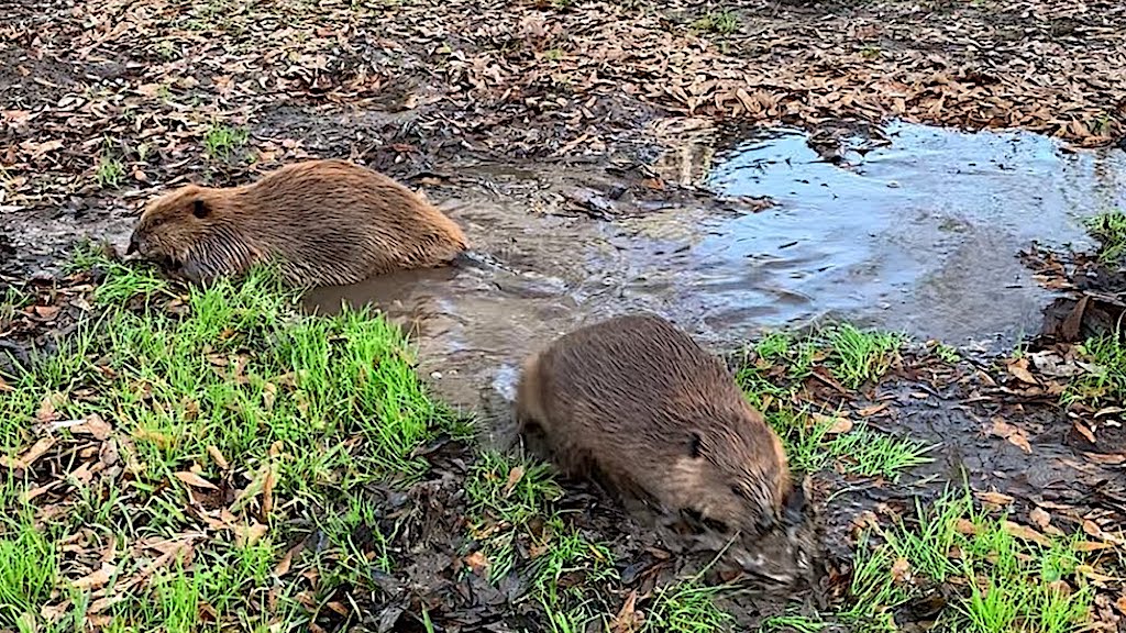 Beavers Dig Pond in Yard