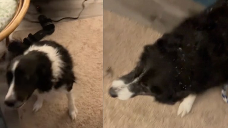 Border Collie Retrieves Deaf Sister