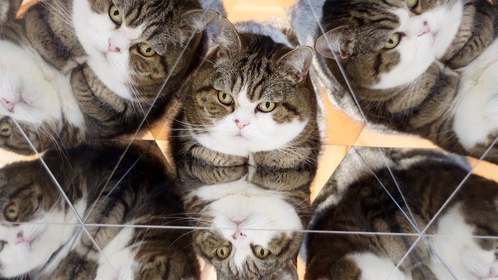 Three Cats Adorably Look Into a Mirrored Kaleidoscope