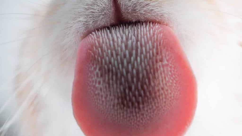 View From Below of a Cat Licking Spilled Milk