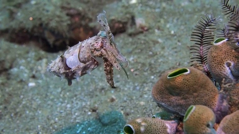 Cuttlefish Camouflage