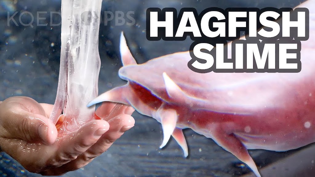 Hagfish Slime KQED