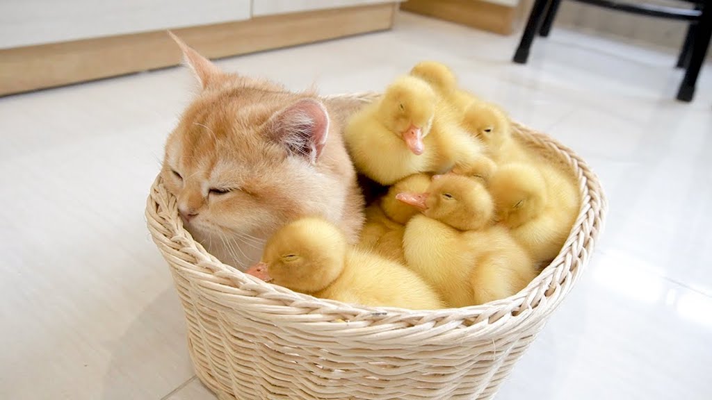 Kitten Mom to Ducklings