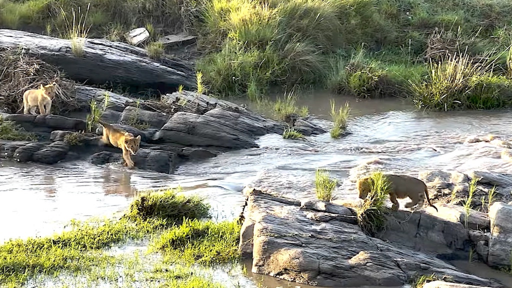 Lion Cubs Cross Swollen River