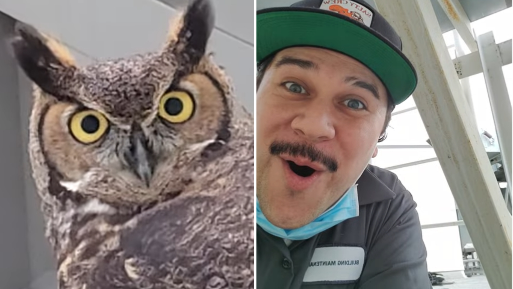 Man Stares at Owl