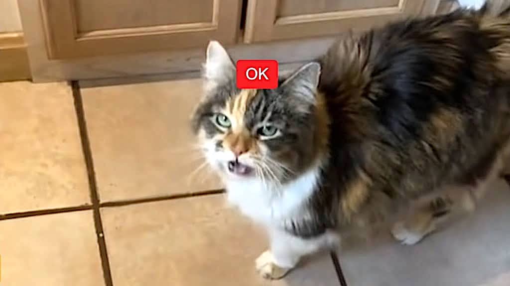OK Cat