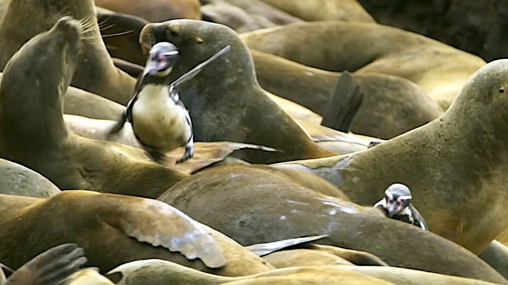 Penguins Crowd Surf Sea Lions
