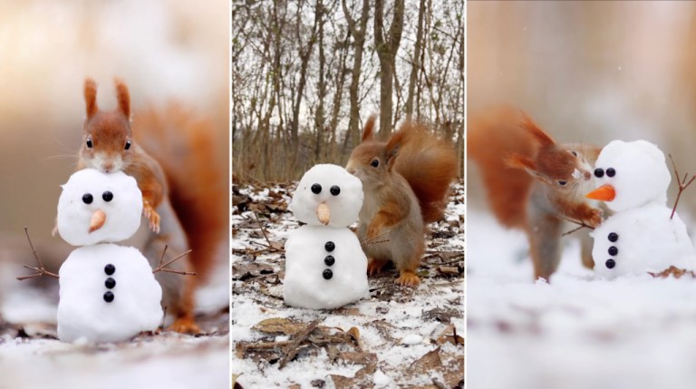 Red Squirrel Snowman