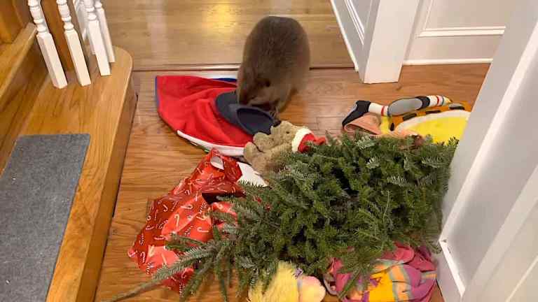 Rescue beaver makes Indoor dam