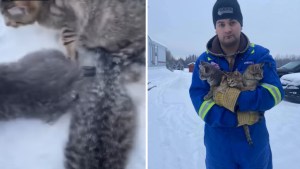 Worker Frees Kittens With Coffee