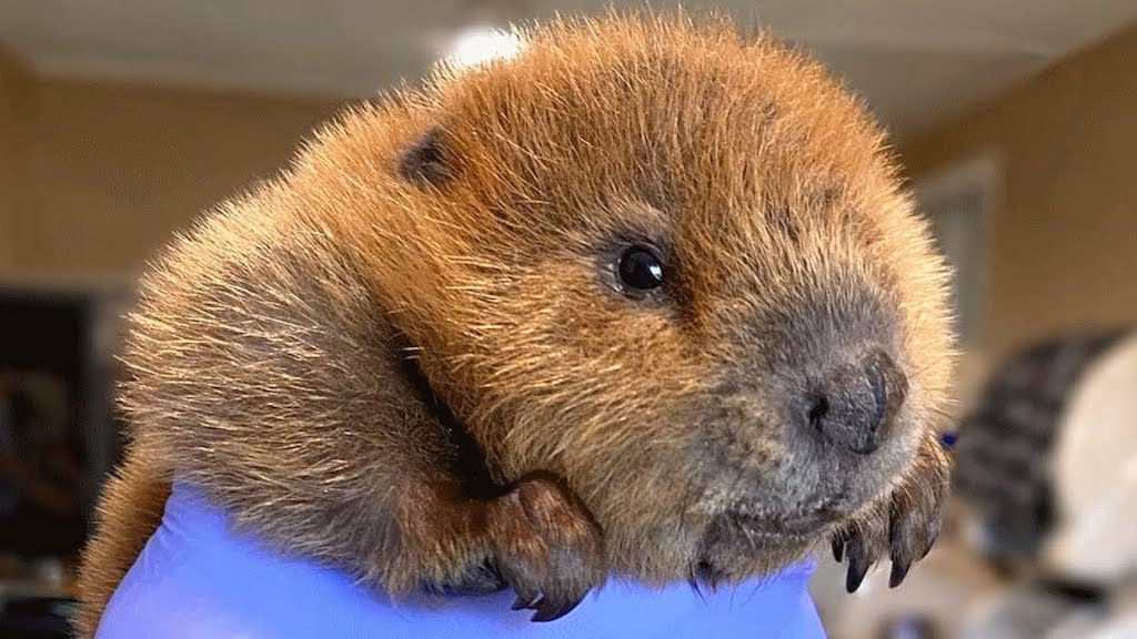 Bustling Baby Beaver Can Distinguish
