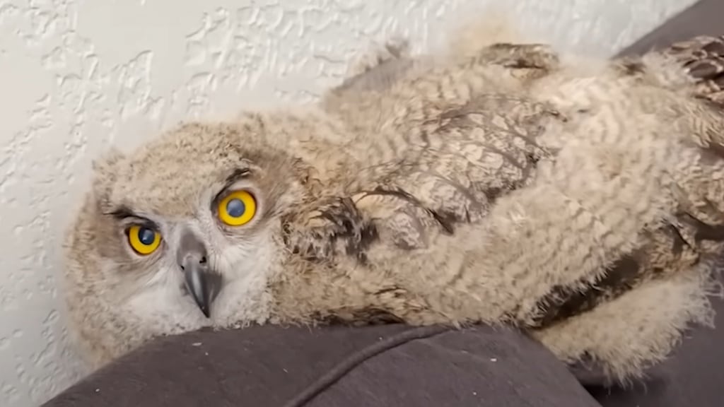 Baby Owl Part of Family