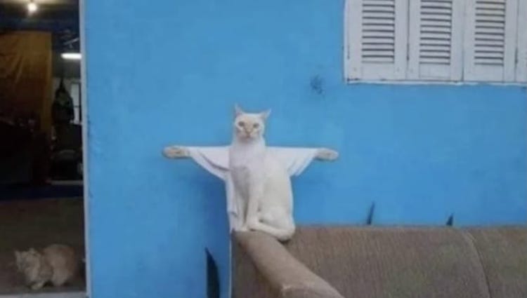 Cat Music Videos