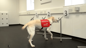 Dogs Set Record for Disease Detection