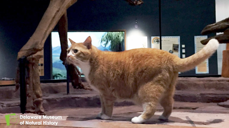 Dude Museum Cat