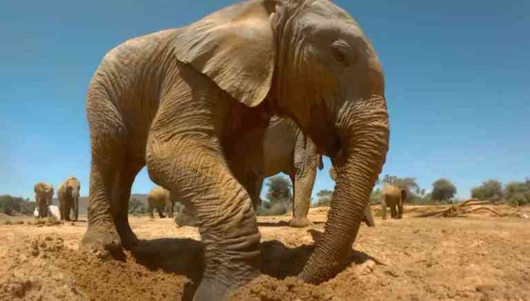 Elephants Dig Wells To Find Water