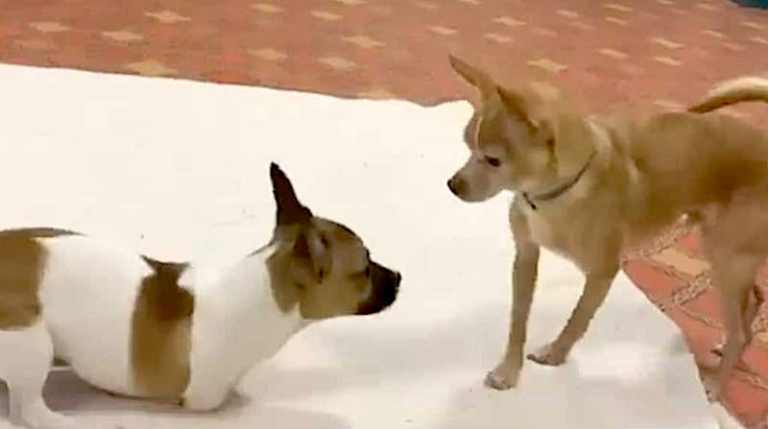 Puppy Without Front Legs Comforts Seniors