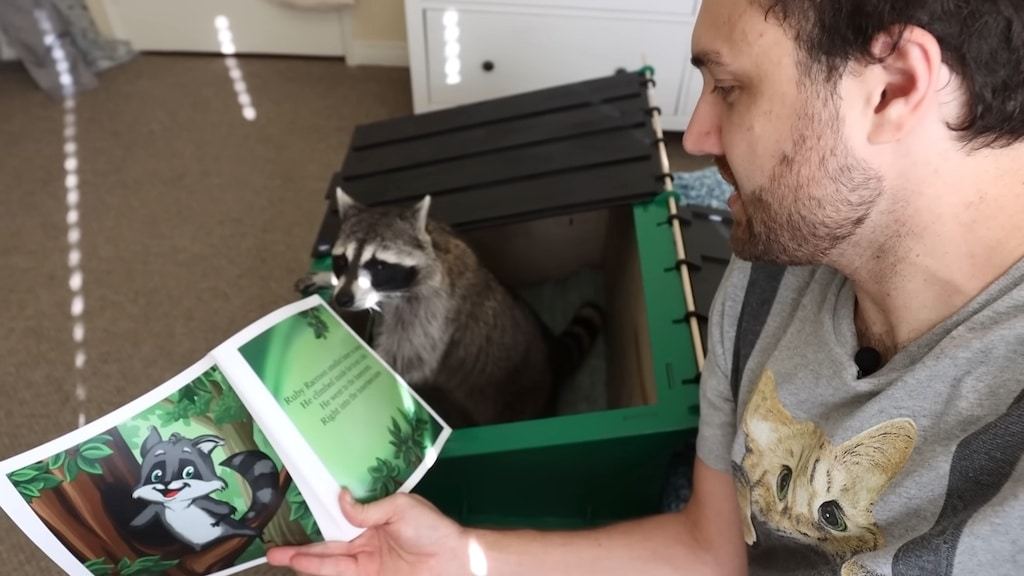 Kid Crew Raccon Man Borrows Raccoon to See If He's Ready for a Kid