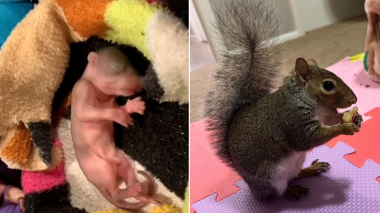 Rescued Injured Squirrel