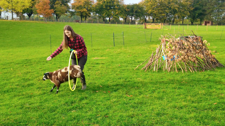 Sheep Does Dog Tricks