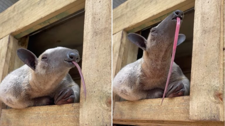 Tamandua Sticks Out Tongue