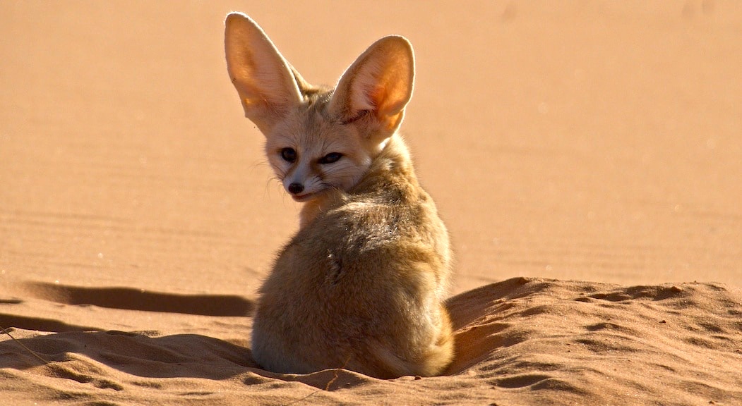 Why Fennec Foxes Are the World's Smallest Wild Dogs