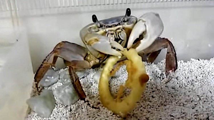 pet crab eating onion ring