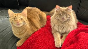 Blind Ginger Sibling Cats