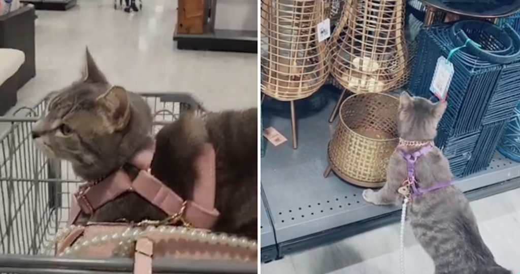 Cat Goes Shopping With Human