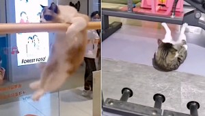 Cats Working Out